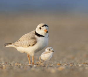 Piping Plover