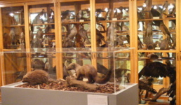 ornithology display