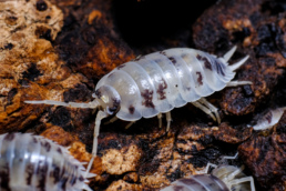 Dairy Cow Isopod