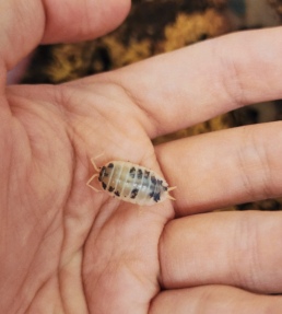 Dairy Cow Isopod in hand