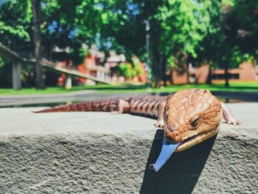 Ozzy Blue Tongue Skink