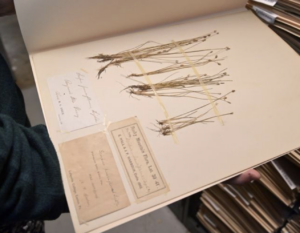 Herbarium. LNP article